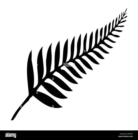 Silver Fern Of New Zealand Stock Vector Image Art Alamy