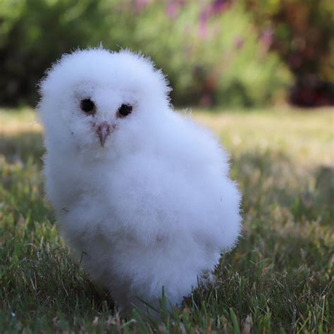 Super fluffy barn owl chick! [OC] : r/Eyebleach
