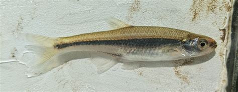 Ribbon Shiner From Grassy Fork Township In Usa On July 10 2023 At 02