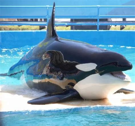 Marineland D Antibes Les Orques Ne Partiront Pas Imm Diatement Mais