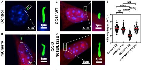 Figure From Structure Of The N Terminal Coiled Coil Domains Of The