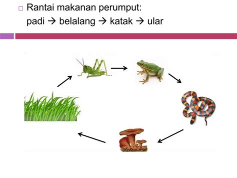 Bahan Ajar Komponen Ekosistem Ppt