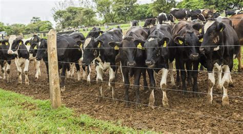 Rebanho Bovino Bate Recorde Em E Chega A Milh Es De Cabe As