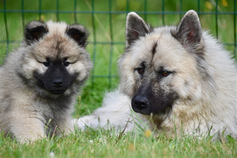 Eurasier wszystko co musisz wiedzieć o tej rasie Petsy