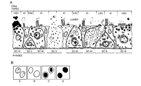 A General Diagrammatic Representation Of The Secretory Epithelium