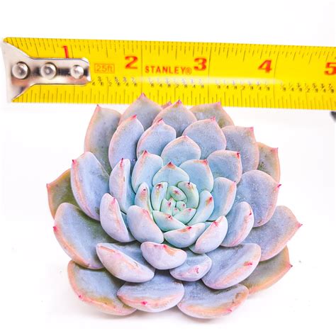 New Laui Hybrid Echeveria Red Powder Korean Succulents Rare Etsy