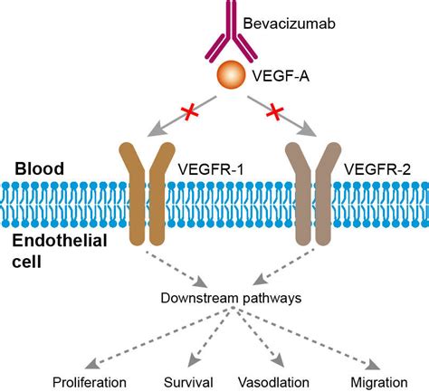 Bevacizumab Mechanism Of Action