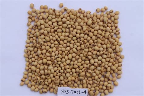 Dry Soybeans Rvs Soyabean Seed For Agriculture Packaging Type