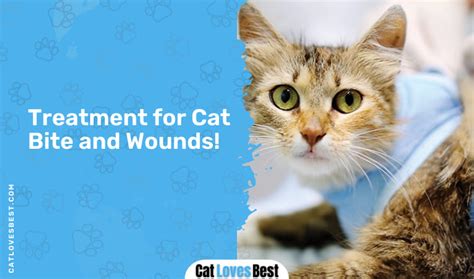 Cat Has Bite and Scratch Wounds? All You Need to Know