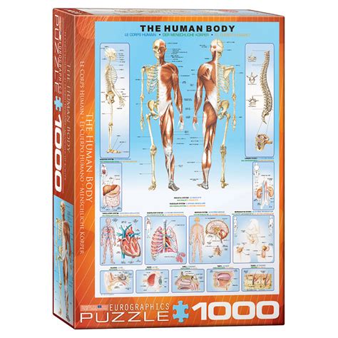 Puslespill The Human Body 1000 Brikker Biter Hobbyfabrikken