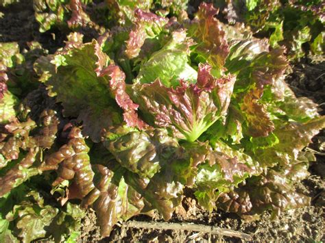 Batavia Lattughino Rosso Le Blog De Sibex Potager Bio