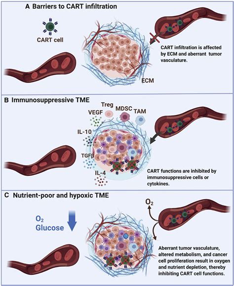 Car T Cell Therapy And The Tumor Microenvironment Current Challenges