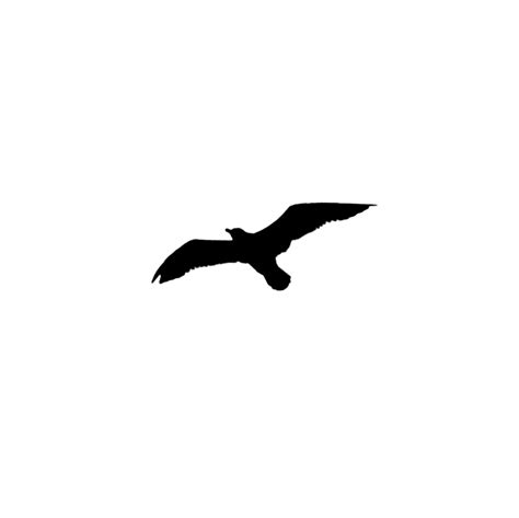 Common Blackbird Png Free Download Png All