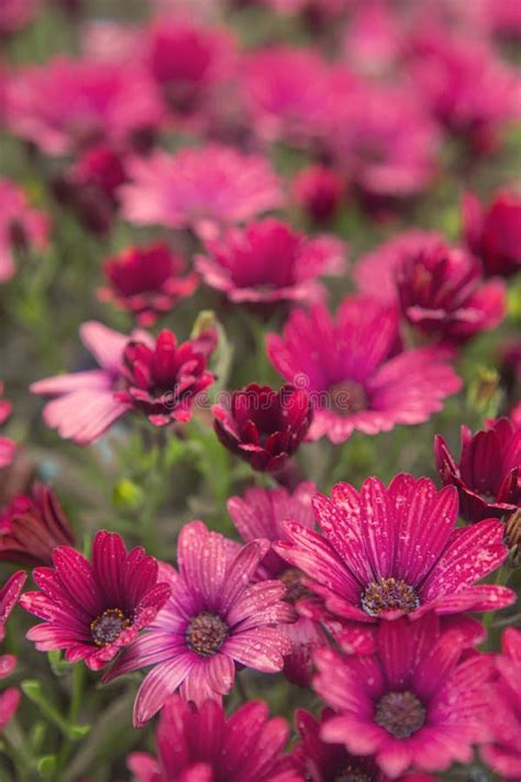 Photography Of African Daisies With Drops Of Water Pink Color In A