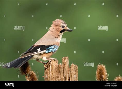 Eurasian Jay Garrulus Glandarius With The Feathers Of The Crown