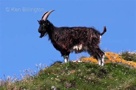 Feral Goats On The West Coast Of Ireland Focusing On Wildlife