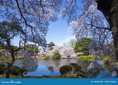 Cherry Blossom Sakura Inhinjuku Gyoen Garden Tokyo Majestic View