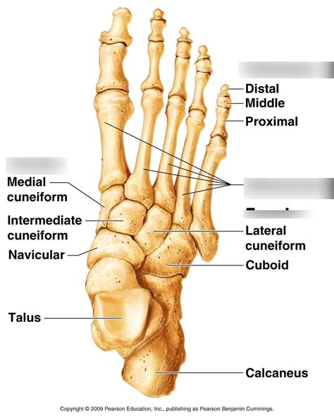 Foot Bones Diagram Quizlet