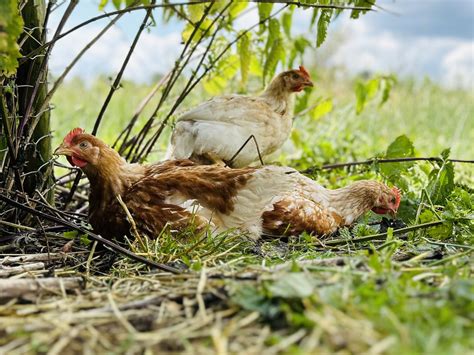 Ist Bio Hähnchen wirklich gesünder Fakten im Vergleich zu