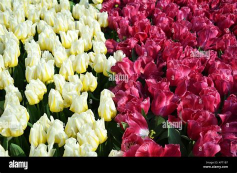 Beautiful of tulips Stock Photo - Alamy