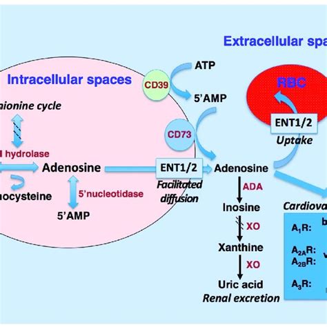 Adenosine Receptor Activation And Camp Production The Activation Of Download Scientific