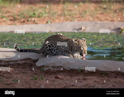 Leopard Panthera Pardus Drinking At Waterhole Namibia Stock Photo