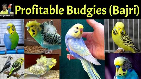 Profitable Budgies Hogoromo Rainbow Black Winged Budgies