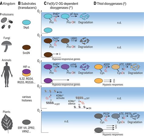 Oxygen Sensing Mechanisms Across Eukaryotic Kingdoms And Their Roles In