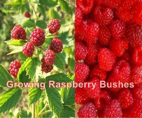 Growing Raspberry Bushes - The Homestead Survival