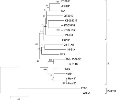 Phylogenetic Tree Based On The Full Length Vp Gene Sequence Of Psv