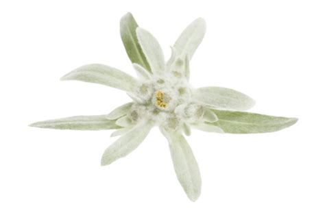 Edelweiss Greenery Nature Plant White Flower Shadow Png Transparent