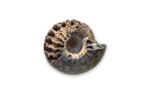 Ancient Fossil Cephalopod Mollusc Stock Photo Image Of Ammonite