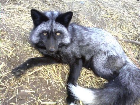 The Domestic Silver Fox | Pet fox, Domesticated silver fox, Cute animals