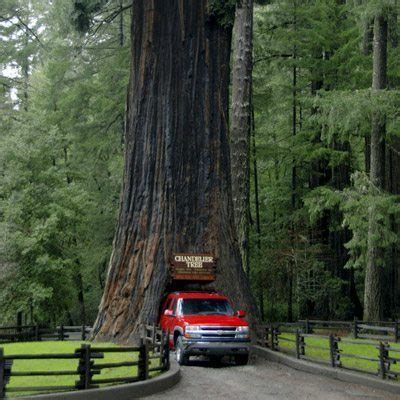 Chandelier Drive-Thru Tree - Visit Mendocino County