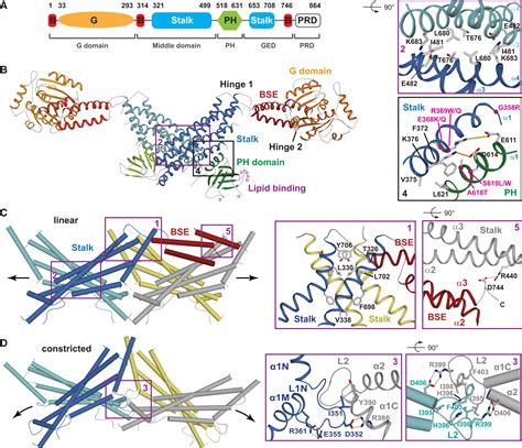 Structural Insights Into Dynamin Mediated Membrane Fission Structure