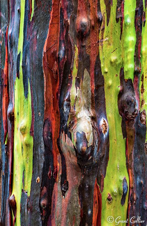 Kauai Landscape Photography Rainbow Eucalyptus Hawaii