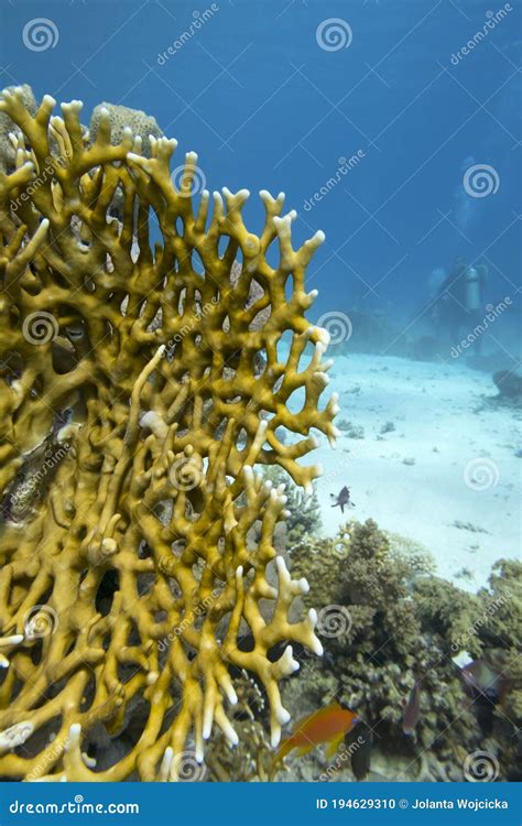 Recife De Coral Colorido No Fundo De Corais Marinhos Tropicais Duros