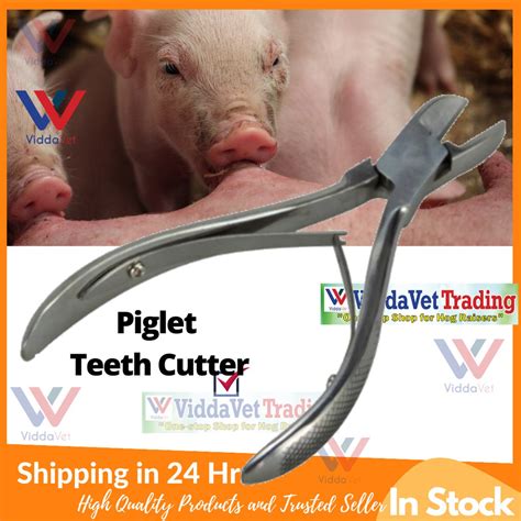 Piglet Teeth Cutter Piglet Teeth Nipper Stainless Steel Pamputol O