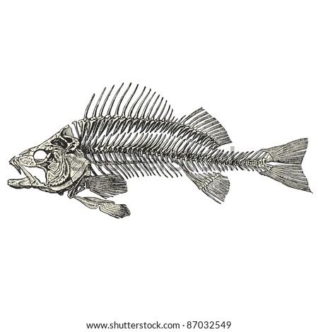 Fish Skeleton Stock Vector Royalty Free Shutterstock