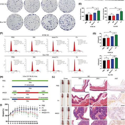 Fusobacterium Nucleatum Fn Promotes The Proliferation Of Esophageal