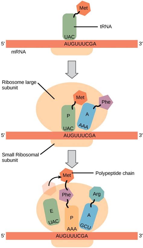 Translation Openstax Concepts Of Biology