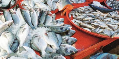 Palermo Sequestrati Chili Di Pesce Non Tracciato I Quartieri