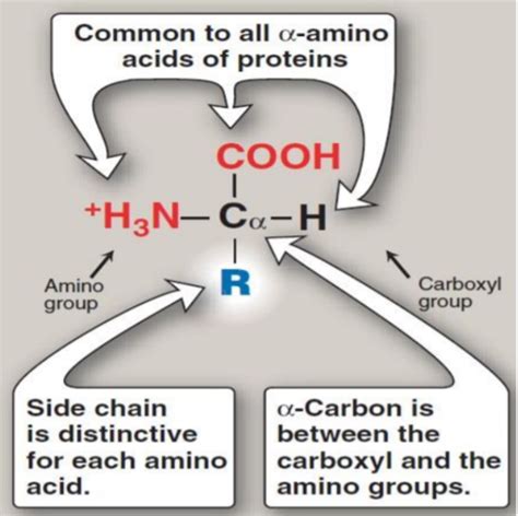 Bl Amino Acid Metabolism I Flashcards Quizlet