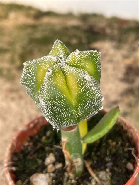 Astrophytum myriostigma 'Variegata' | Cactuses \ Astrophytum | Kaktusy ...