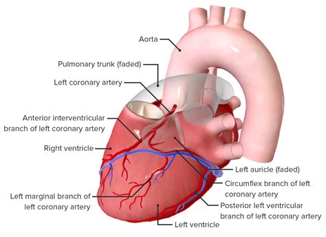 Gama de Lesionarse Máquina de escribir anatomia del corazon arterias