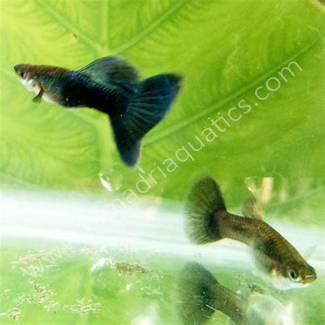 Hb Blue Guppy Pair Buy Aquarium Plants And Aquarium Fishes Online