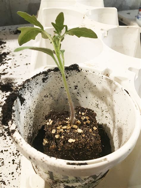 How To Pot On Tomato Seedlings The Impatient Gardener