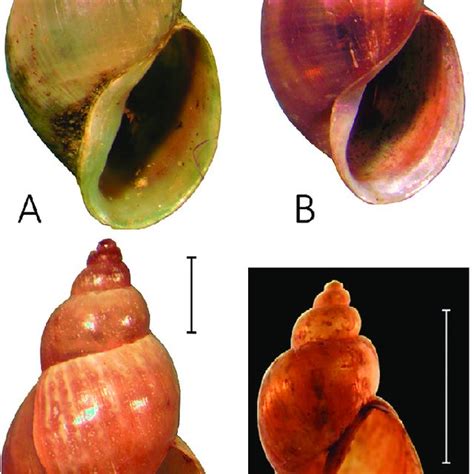 Distribution Of Perrinia Stellata In The South Western Indian Ocean