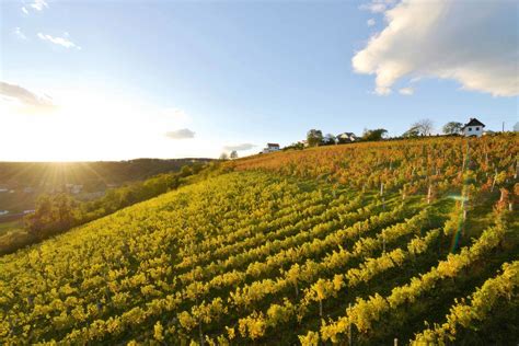 Blaufr Nkisch Aus Dem Burgenland Best Of Eisenberg Falstaff