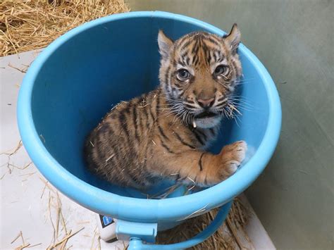 26年ぶりに上野動物園で誕生！ スマトラトラの4頭の子どもたちーー2024年前半best7 写真 21枚目